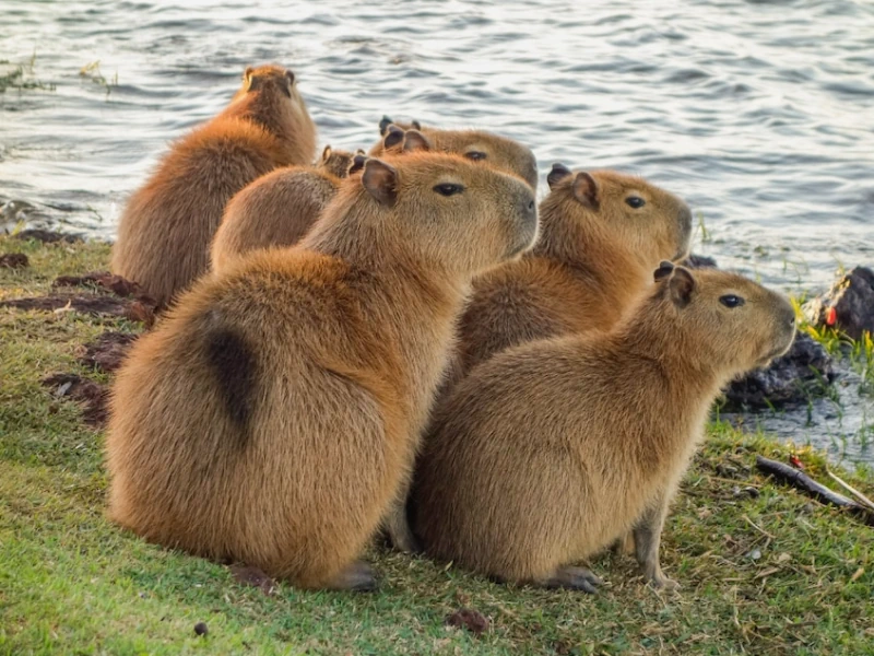 Cadibara: The Gentle Giant Rodent